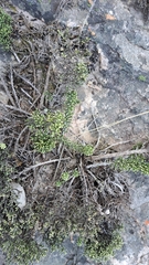 Dolichothrix ericoides