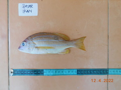 Lutjanus kasmira