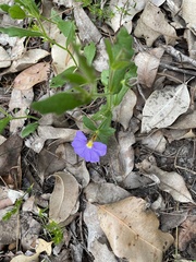 Scaevola calliptera