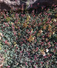 Indigofera humifusoides