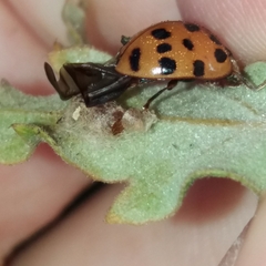 Dinocampus coccinellae