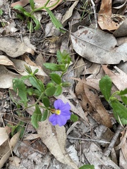 Scaevola calliptera