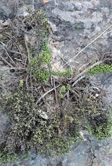 Dolichothrix ericoides