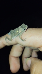 Rhinella