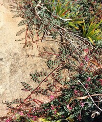 Indigofera humifusoides