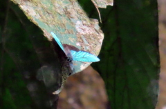 Arhopala