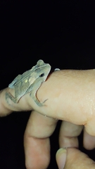 Rhinella