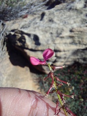Indigofera humifusoides