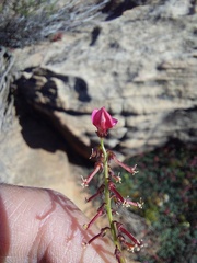 Indigofera humifusoides