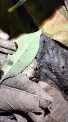 Rhinella