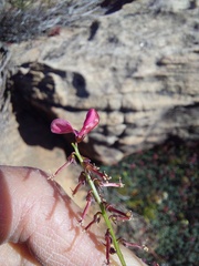 Indigofera humifusoides