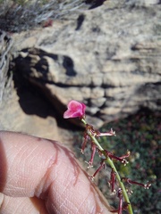 Indigofera humifusoides