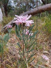 Petrophile linearis