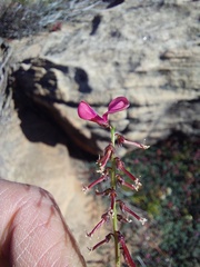 Indigofera humifusoides