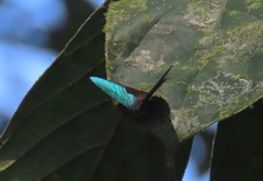 Arhopala