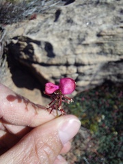 Indigofera humifusoides