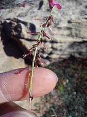 Indigofera humifusoides