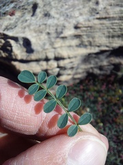 Indigofera humifusoides
