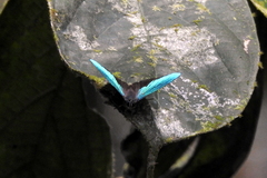 Arhopala