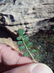 Indigofera humifusoides