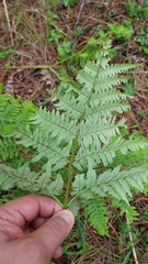 Pteridium aquilinum feei
