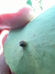 Harmandiola