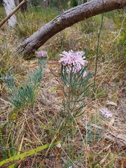 Petrophile linearis