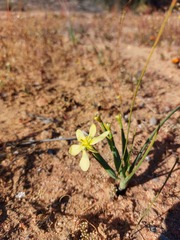 Moraea nana