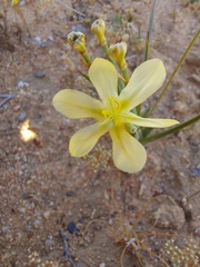 Moraea nana