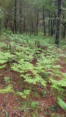 Pteridium aquilinum feei