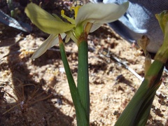 Moraea nana
