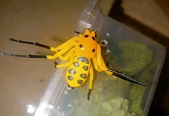 Platythomisus octomaculatus