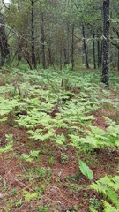 Pteridium aquilinum feei