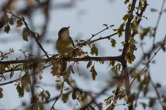 Apalis flavida