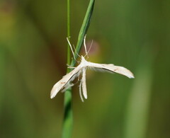 Platyptilia celidotus