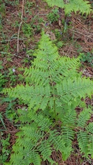 Pteridium aquilinum feei