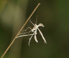 Platyptilia celidotus
