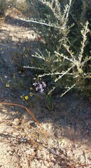 Cyanella hyacinthoides