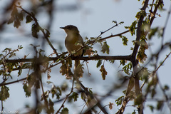 Apalis flavida