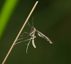 Platyptilia celidotus