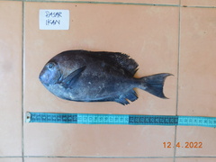 Acanthuridae