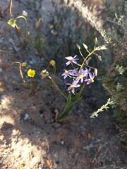 Cyanella hyacinthoides