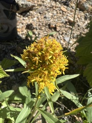 Solidago simplex simplex