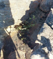 Crassula atropurpurea