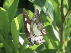 Polyura athamas