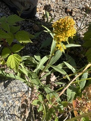Solidago simplex simplex
