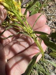 Solidago simplex simplex
