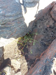 Crassula atropurpurea