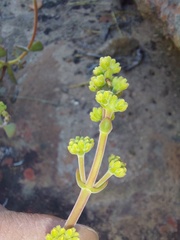 Crassula atropurpurea