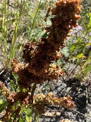 Rumex triangulivalvis